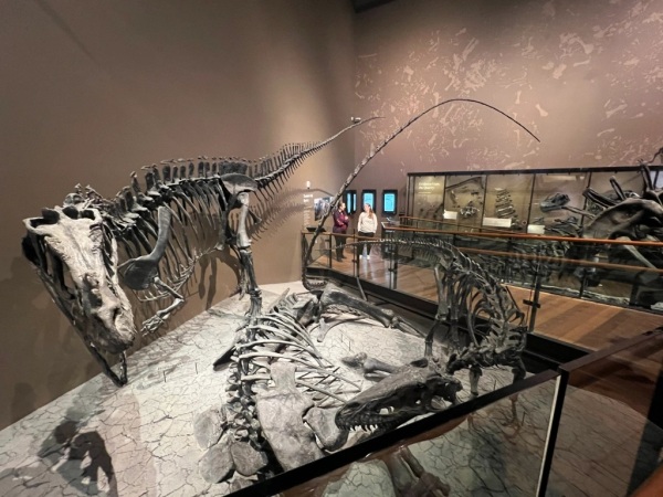 恐龙化石布置极具动态，坡道在化石中转折穿越，那从坡道下翻上来的细长尾巴是另一条巨龙的尾巴。