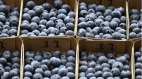 澳大利亞藍莓改寫吉尼斯世界紀錄(圖)