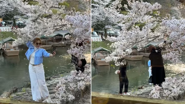 “难以辨认国籍的男女”在日本京都为拍摄樱花雨效果，猛烈摇晃樱花树枝。（视频截图）