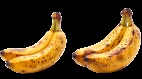青香蕉瘦身黃香蕉香甜長斑香蕉更厲害(組圖)