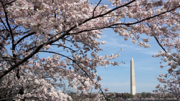 华盛顿特区盛开的樱花