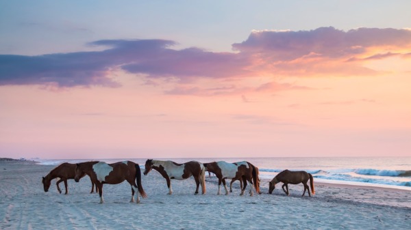 夏日清晨日出时野马在阿萨特格岛的海滩上漫步
