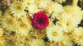 重阳习俗你知多少(组图)