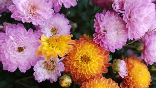 九日龙山饮,黄花笑逐臣。