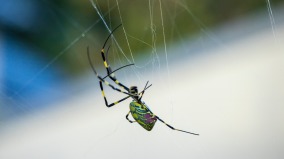 警惕手掌大蜘蛛最早今夏入侵紐約和新澤西州(圖)