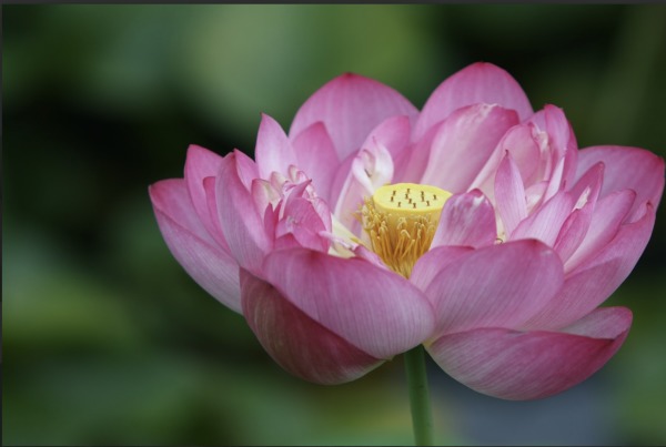 位於華盛頓特區東北角凱尼爾沃思公園和水上花園的睡蓮和蓮花盛開