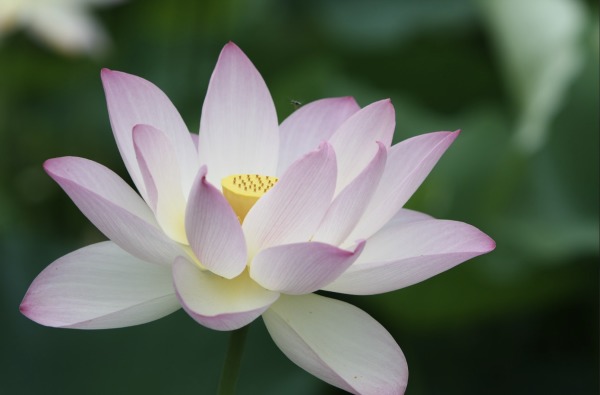 位於華盛頓特區東北角凱尼爾沃思公園和水上花園的睡蓮和蓮花盛開