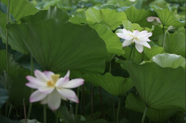 位於華盛頓特區東北角凱尼爾沃思公園和水上花園的睡蓮和蓮花盛開