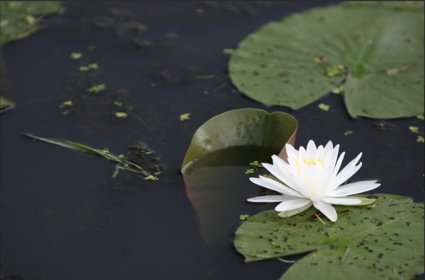 位於華盛頓特區東北角凱尼爾沃思公園和水上花園的睡蓮和蓮花盛開