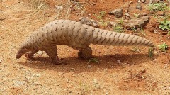 不道德中国云南白药因用穿山甲制药遭撤资(图)