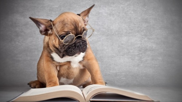 小狗看书