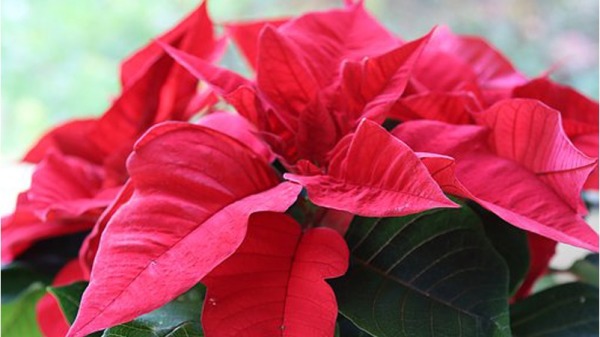 适合在春节养的花卉一品红，又叫圣诞花。