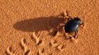 恐怖百萬甲蟲入侵阿根廷猶如末日場景(圖)