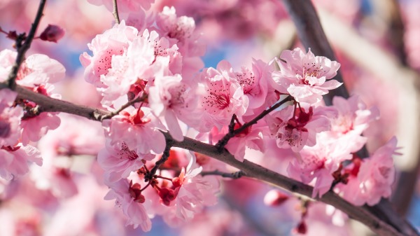 三月出生的你代表的是櫻花樹，生性天真浪漫、顏值爆表。