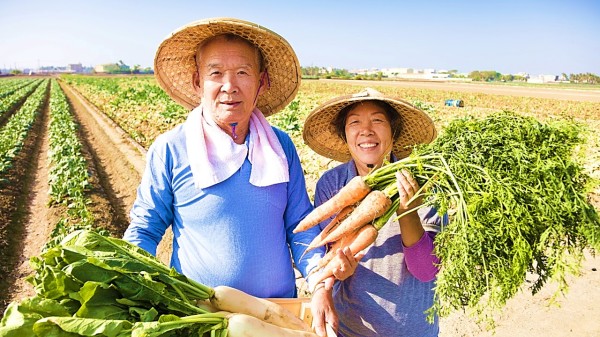 2个老人拿着萝卜在田地上