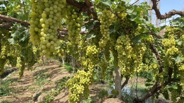 新疆 游客 葡萄