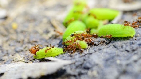 火蚁 蚂蚁 红蚂蚁 Pixabay_4744573 NguyenBinh735