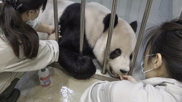 台北動物園的明星大貓熊「團團」病情惡化。