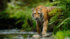 安徽一野生動物園20只東北虎非正常死亡(圖)