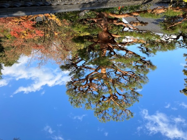 日本京都妙心寺内的苍松。（摄影：贯明/看中国）