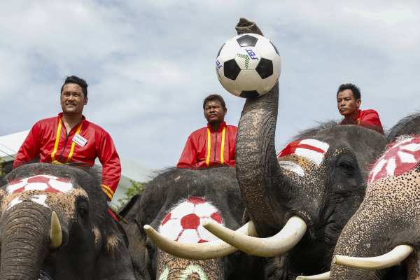 世界盃足球賽正如火如荼在卡達進行，今天在泰國大城府有一場別開生面的足球賽，球員不只是人類，還包括了大象。