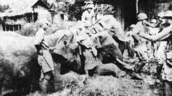 到战争结束时，伤亡惨重的大象队仅余10余头活在世上。