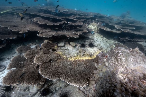泰国珊瑚礁黄带病蔓延