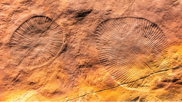 埃迪卡拉生物群 狄更逊水母 化石 293417792