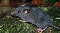 灭绝千万年再次出现老挝的“谜岩鼠”(图)