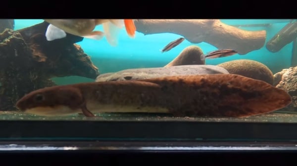 澳洲肺魚（Australian lungfish）示意圖　