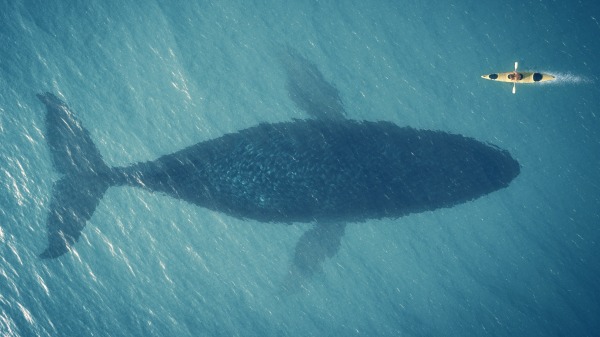 巨大鱼类 鲸鱼