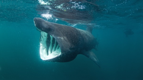 姥鲨 象鲨