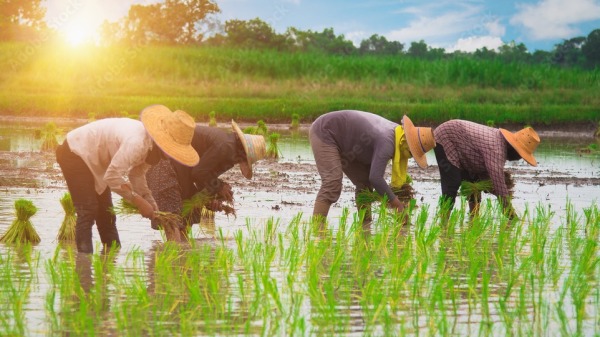中国农民忙着春耕插秧。