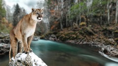 世界各地的神秘大型猫科动物幻影猫(图)