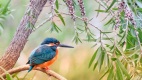 農村流傳最廣的7諺語揭鳥類能會預言(圖)