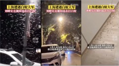 上海白蚁大爆发市民喊“救命”冲上热搜第一(视频图)