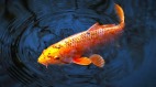 詩人把魚放生前說了哪些重要的話(圖)