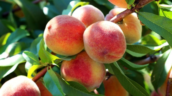 桃子有「仙桃」和「壽桃」的美稱。（圖片來源:Adobe stock）