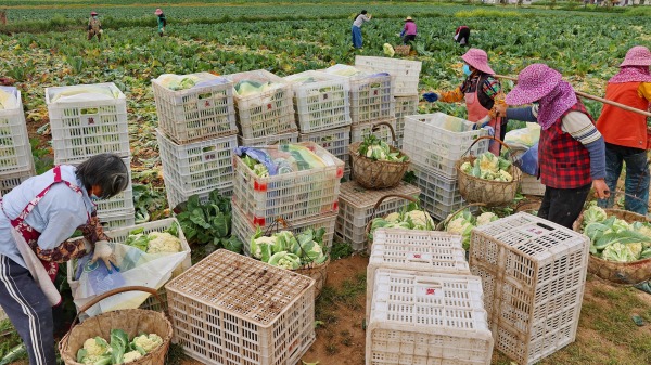 中國經濟不好，農民收成多收入低