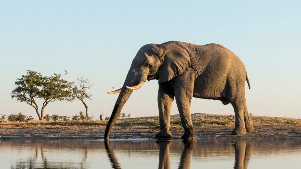 非洲象 大象 水源 284355244