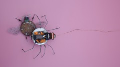驱动非活体的技术“不死”​​​​​​​的蜘蛛(图)