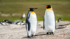 通膨波及日本水族館企鵝水獺「拒吃抗議」(視頻)