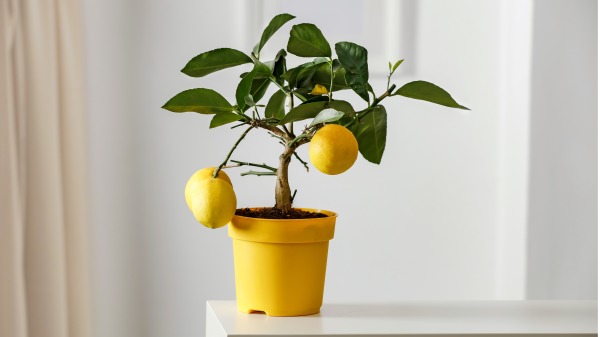 柠檬盆栽