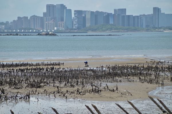图为2022年8 月 10 日拍摄的照片，从台湾金门群岛的烈屿岛上的一个牡蛎养殖场可以看到对面中国大陆的厦门市的天际线，烈屿岛距离中国大陆海岸仅有3.2 公里（2 英里）。（图片来源：SAM YEH/AFP via Getty Images）