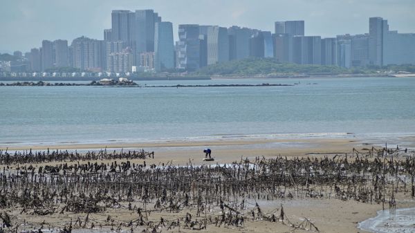 從台灣金門群島的烈嶼島上的一個牡蠣養殖場可以看到對面中國大陸的廈門市的天際線