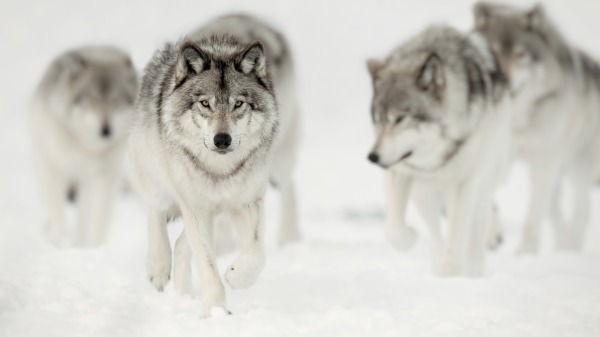雪地上的野狼。