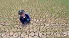 河南被熱「紅」路面60度山東農民跪天求雨(組圖)