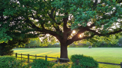 【英伦故事】所谓炫耀英国生活(图)