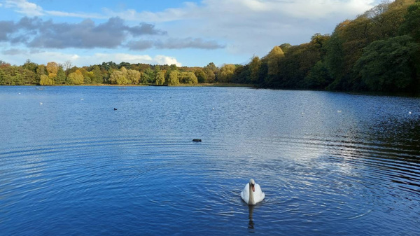 英國公園內，經常可以看到天鵝在湖上暢游。