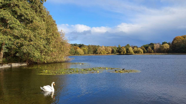 英国公园内，经常可以看到天鹅在湖上畅游。